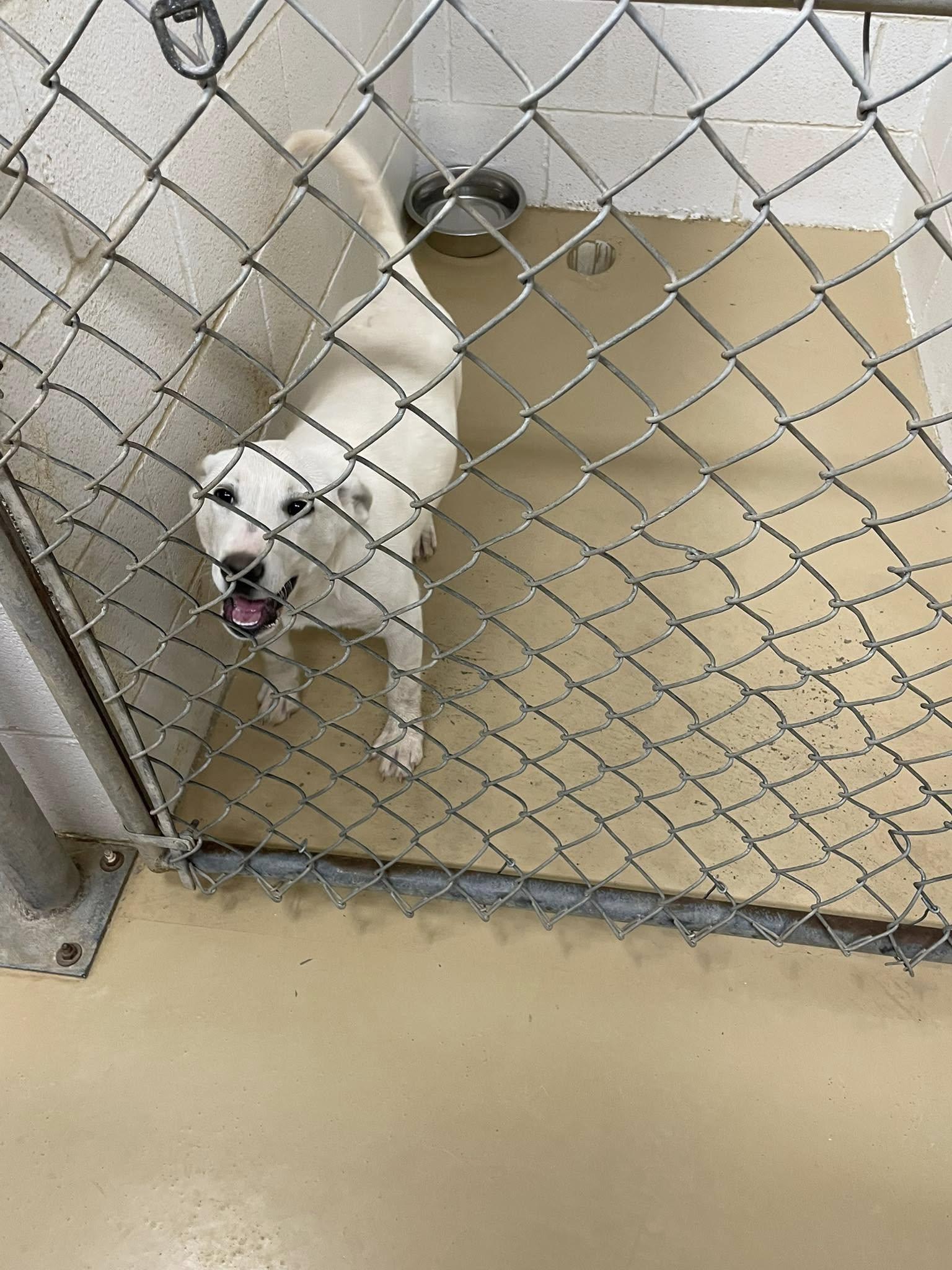 Lily, an adoptable Labrador Retriever Mix in Clyde, TX_image-1