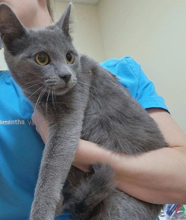 Enlarge Nikki, a Adoptable mixed breed in Kennewick, WA image 1/1