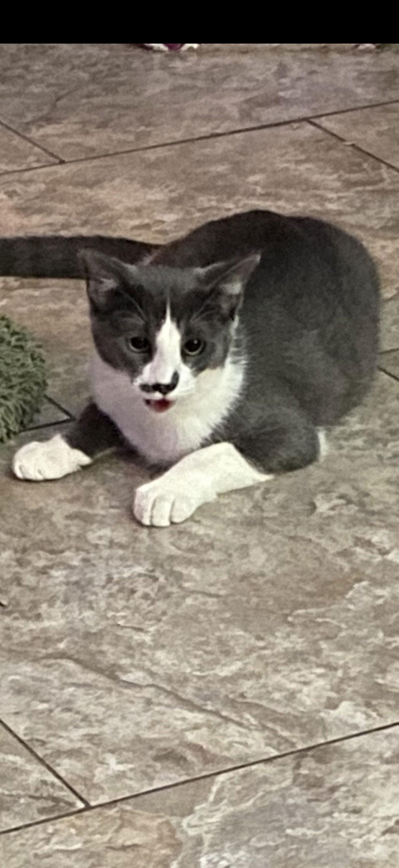 Jake, Adoptable, Young Male Domestic Short Hair.