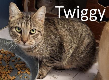 Twiggy, a Adoptable mixed breed in Mountain View, AR image 1/2