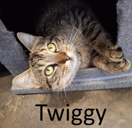 Twiggy, a Adoptable mixed breed in Mountain View, AR image 2/2