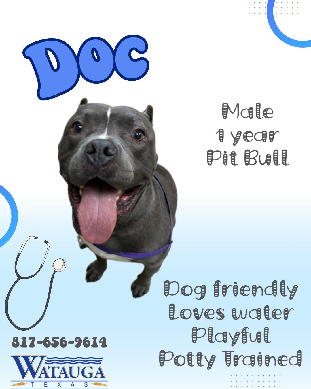 Enlarge Doc, a Adoptable American Bully in Watauga, TX image 1/1