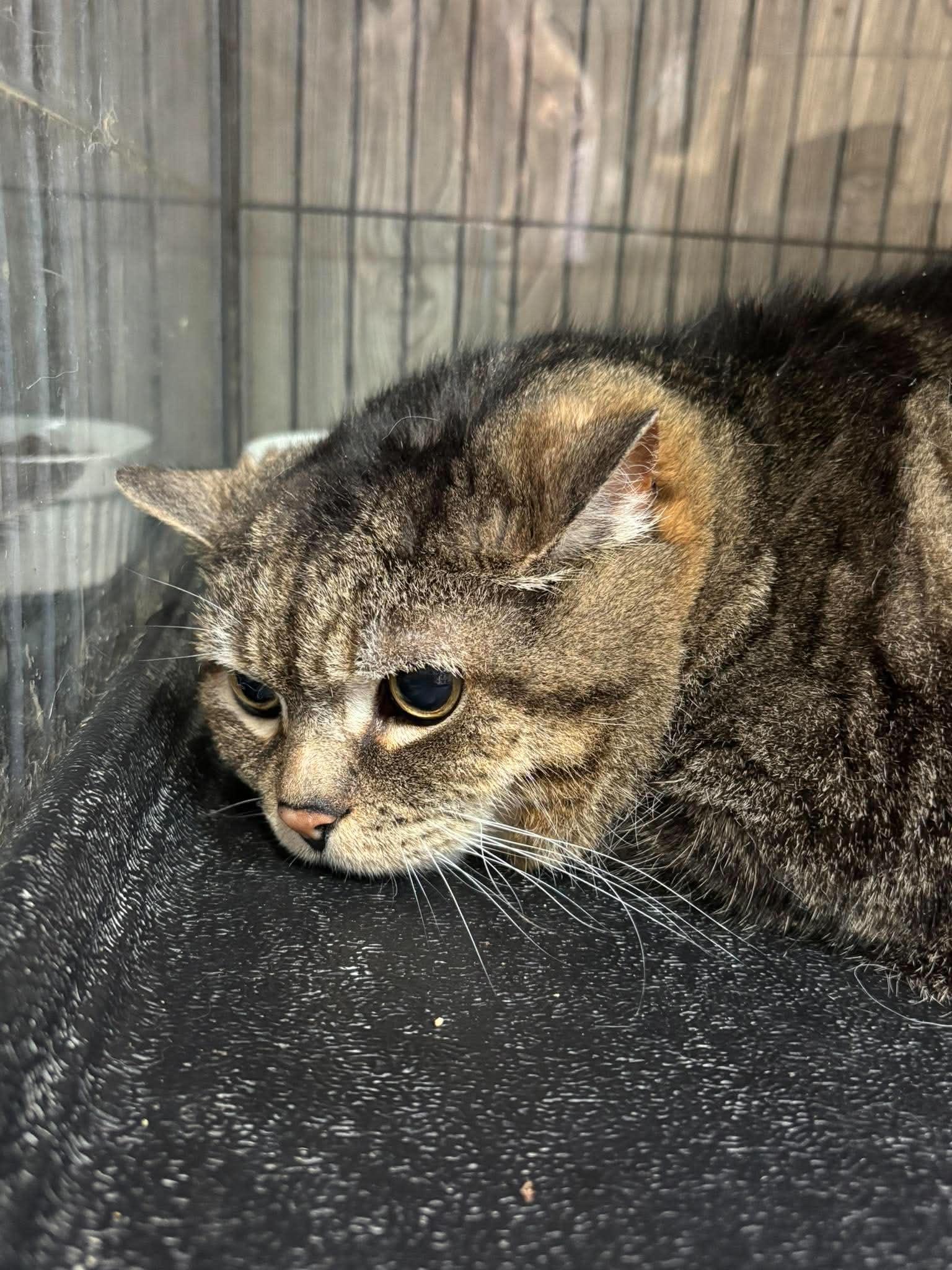 Enlarge SKITZY, a Adoptable Domestic Medium Hair in Tillsonburg, ON image 1/1