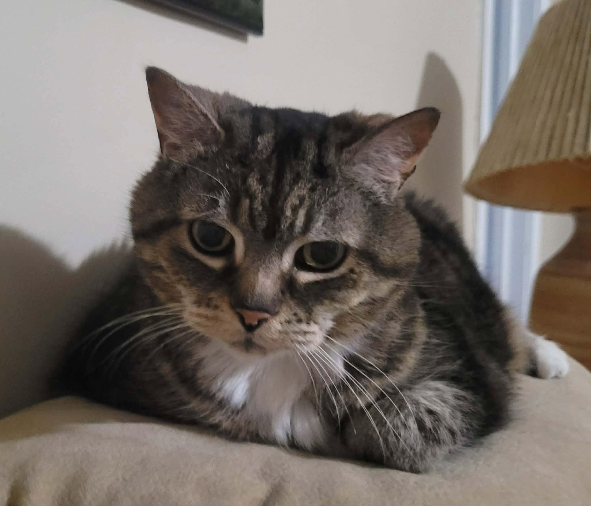 SKITZY, a Adoptable Domestic Medium Hair in Tillsonburg, ON image 3/4