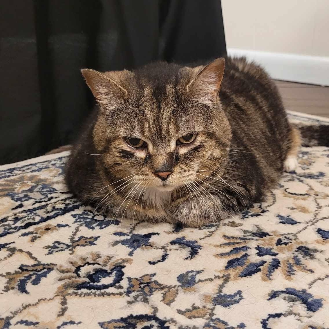 SKITZY, a Adoptable Domestic Medium Hair in Tillsonburg, ON image 1/4