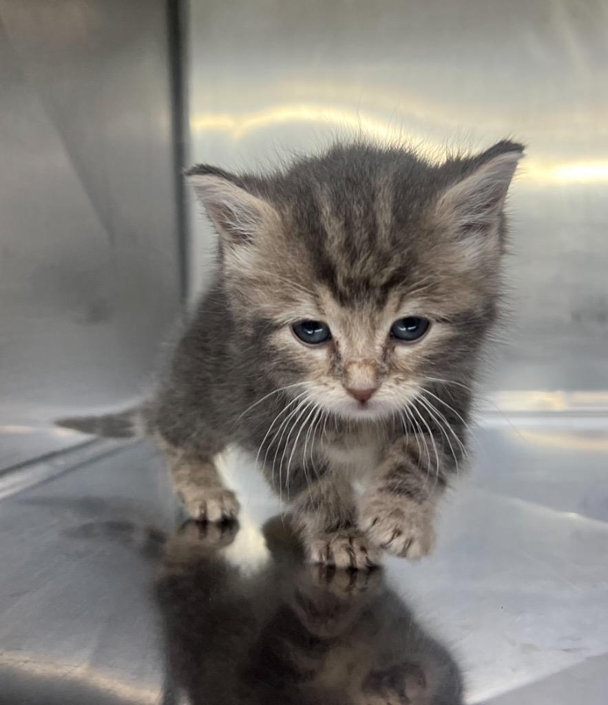 Groot, Adoptable, Kitten Female Domestic Short Hair.