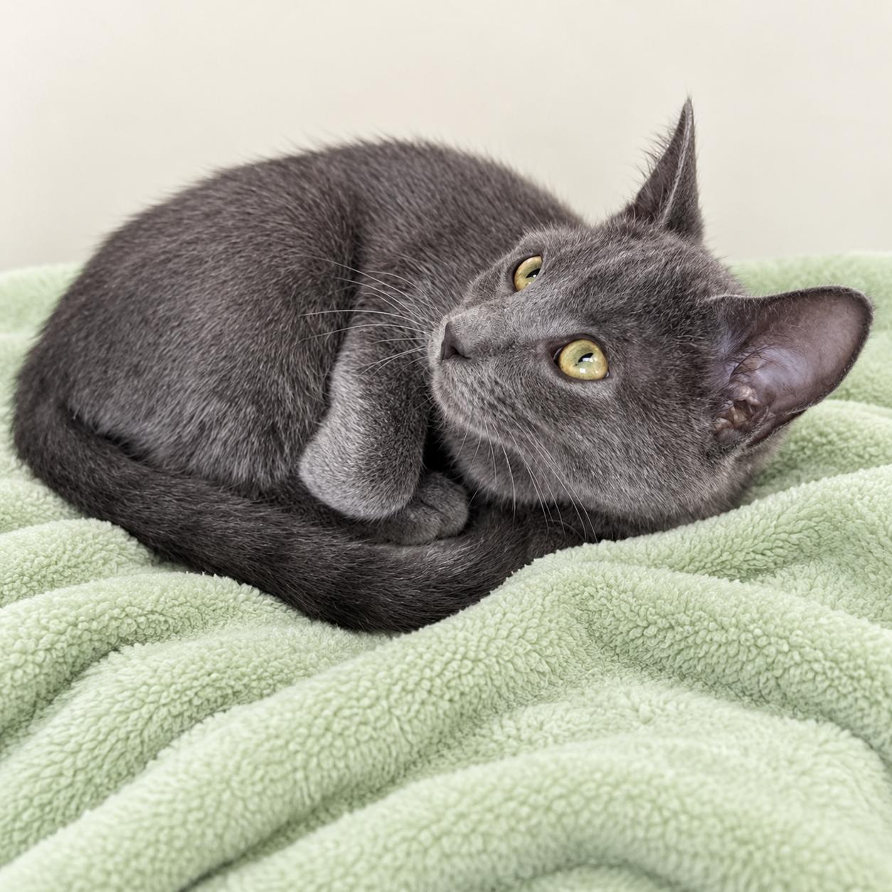 Enlarge Thor, a Adoptable Domestic Short Hair in Long Beach, WA image 5/5