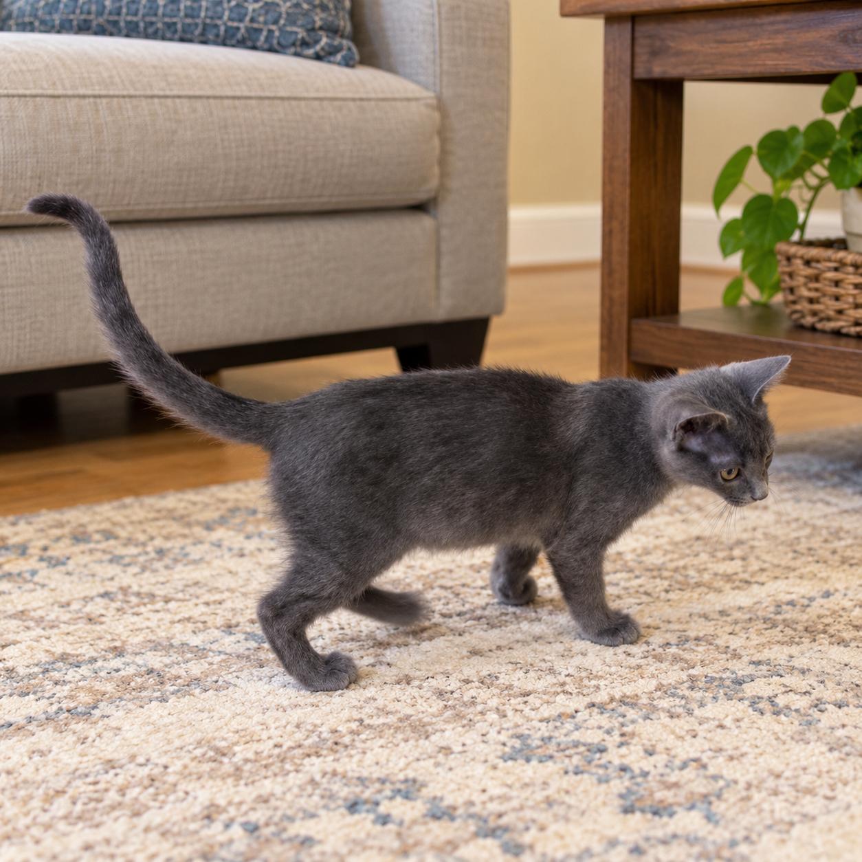 Enlarge Thor, a Adoptable Domestic Short Hair in Long Beach, WA image 4/5