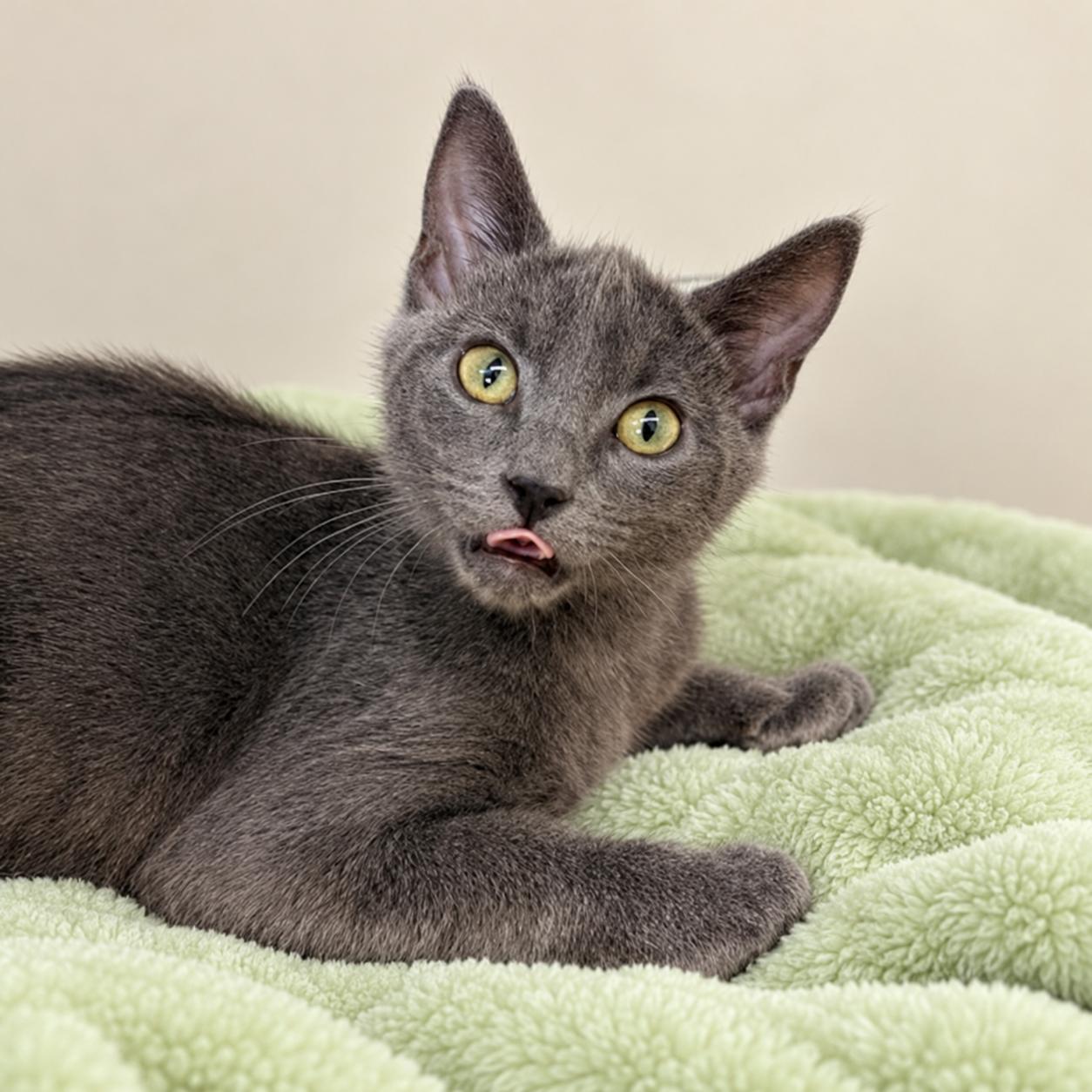 Enlarge Thor, a Adoptable Domestic Short Hair in Long Beach, WA image 2/5