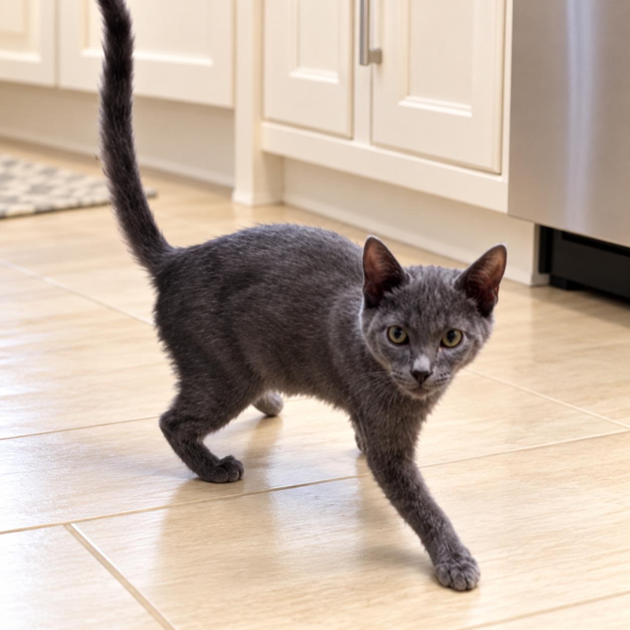 Enlarge Thor, a Adoptable Domestic Short Hair in Long Beach, WA image 3/5