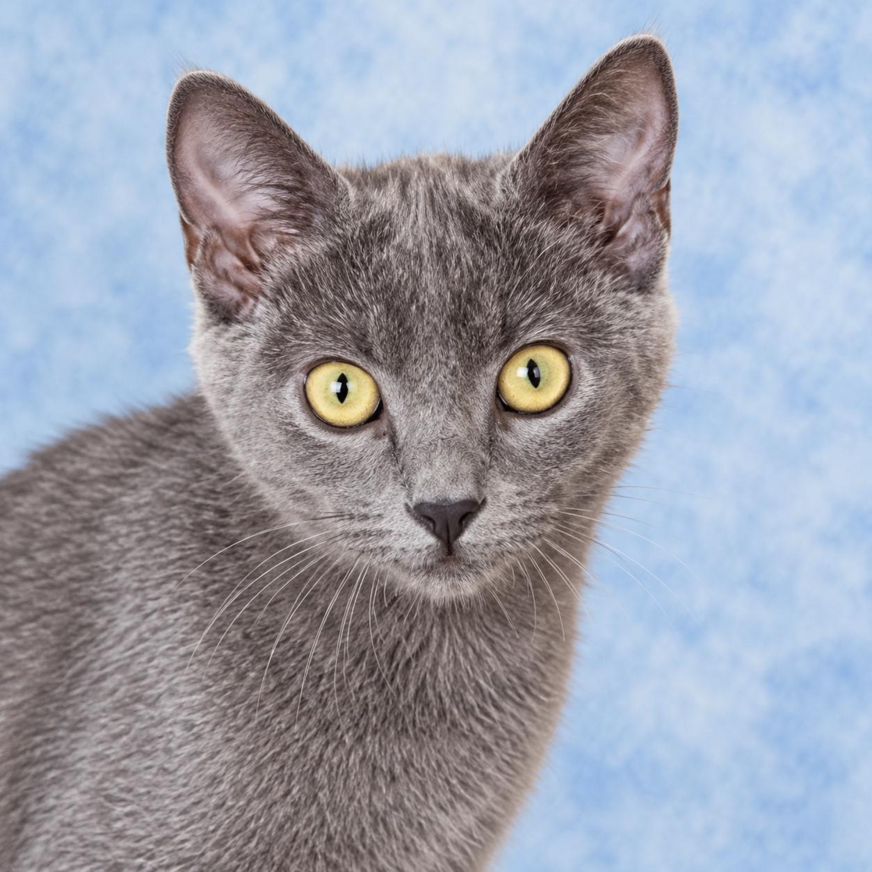 Thor, Adoptable, Kitten Male Domestic Short Hair.