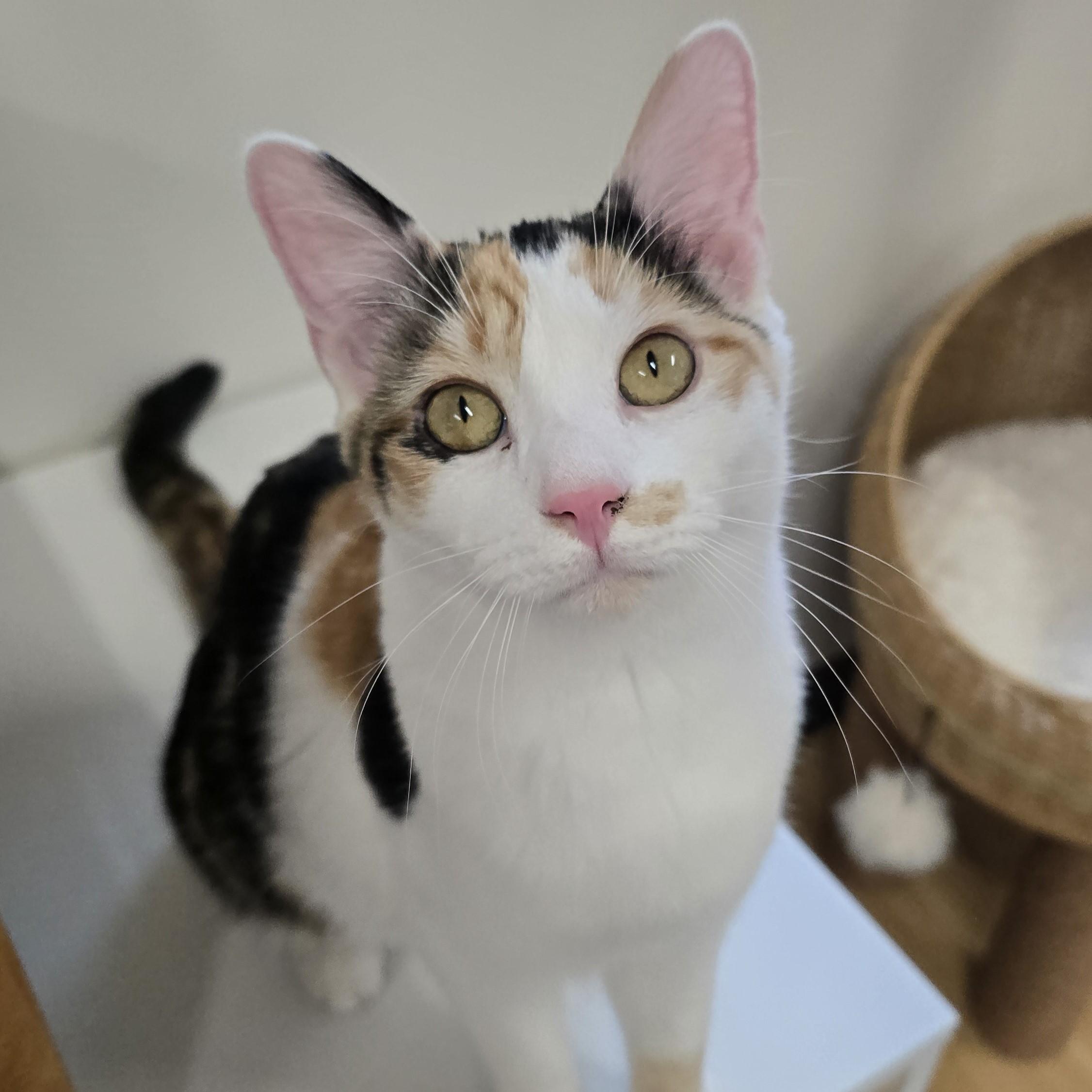 Enlarge Liu, an adopted Domestic Short Hair in Nashville, TN image 1/6