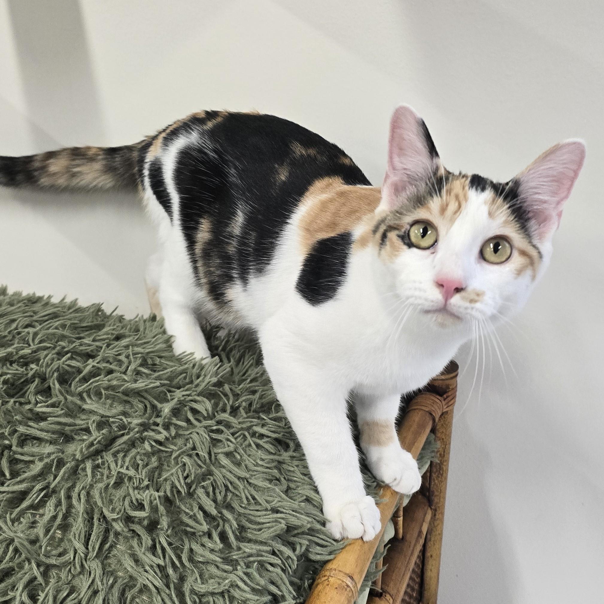 Enlarge Liu, an adopted Domestic Short Hair in Nashville, TN image 2/6