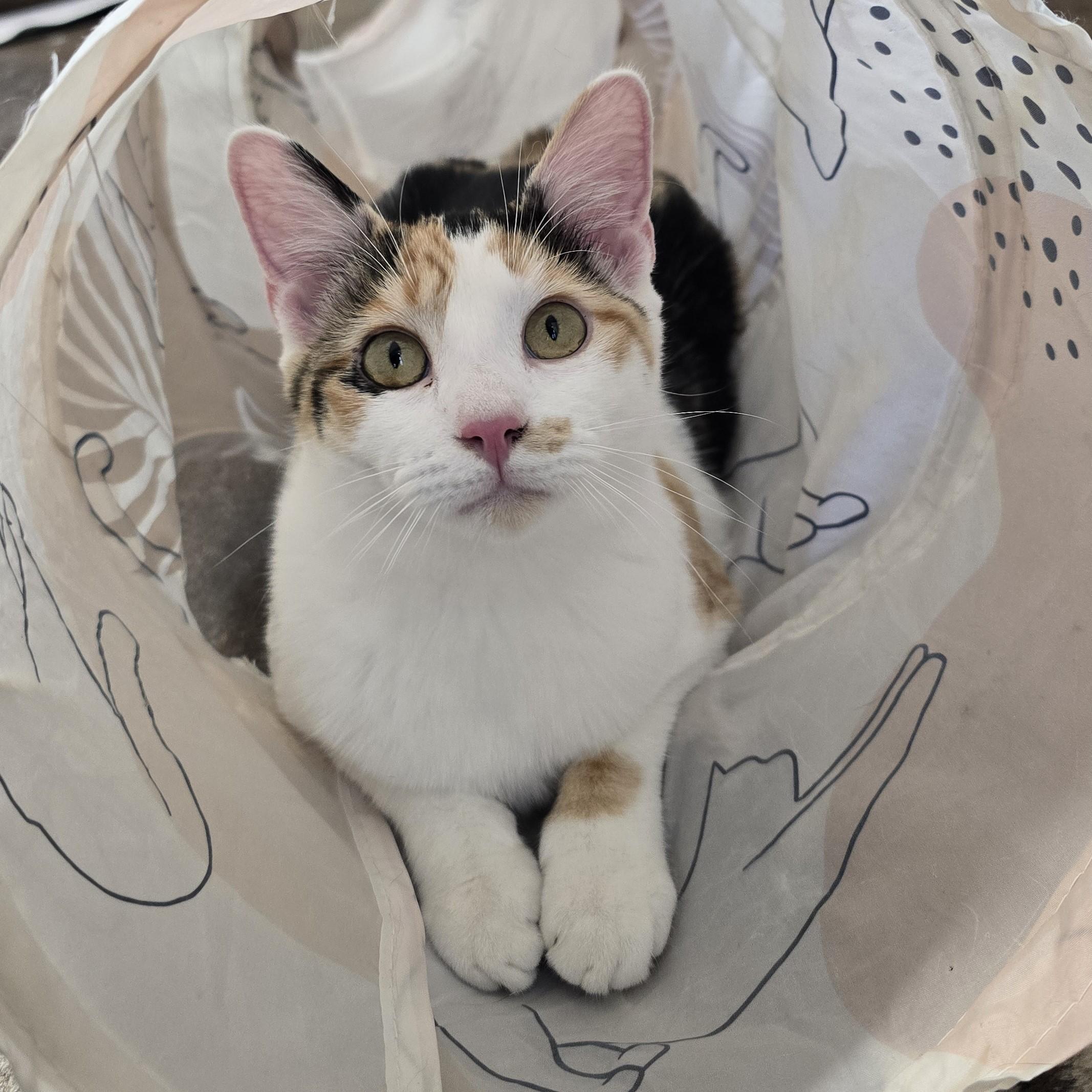 Enlarge Liu, an adopted Domestic Short Hair in Nashville, TN image 5/6