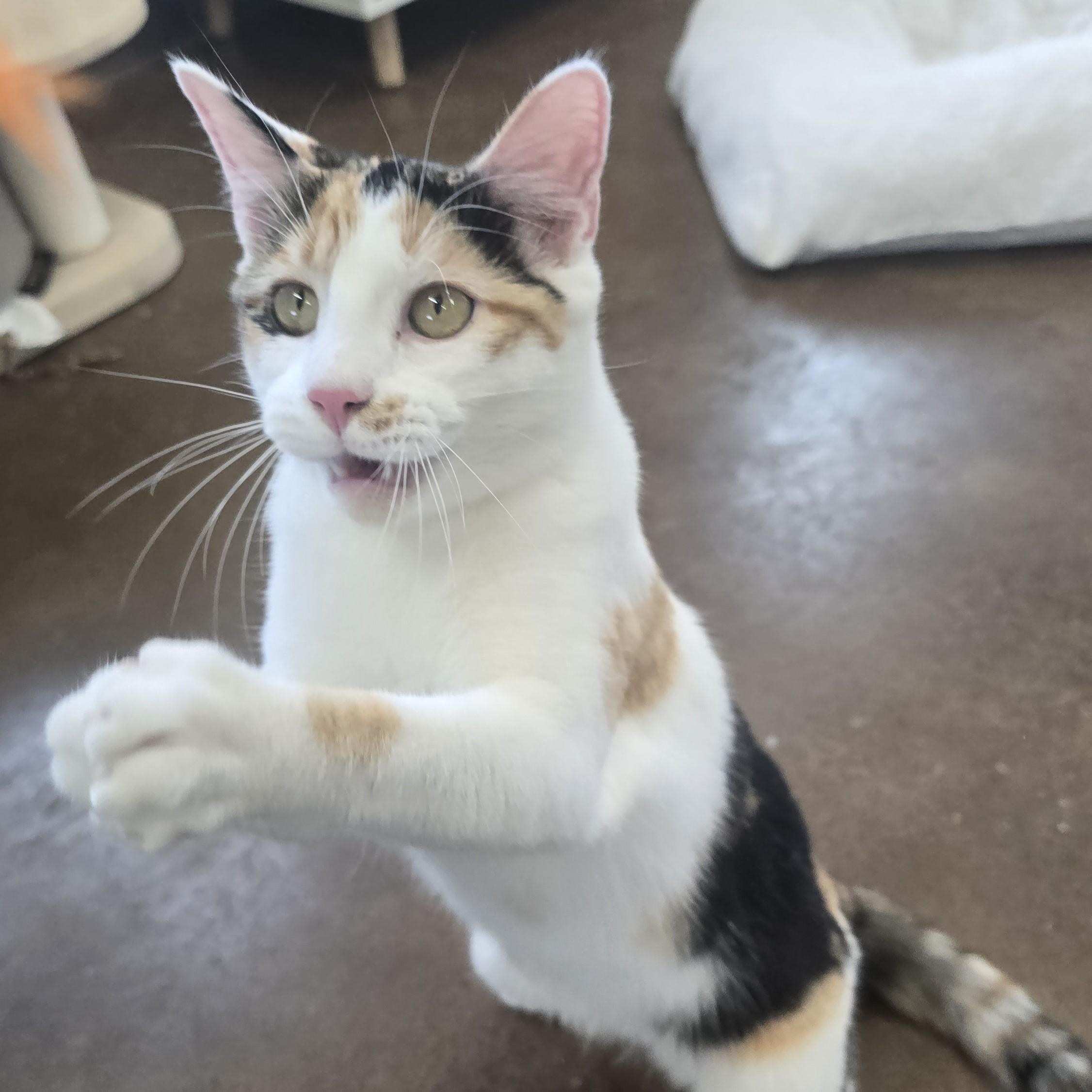 Enlarge Liu, an adopted Domestic Short Hair in Nashville, TN image 4/6