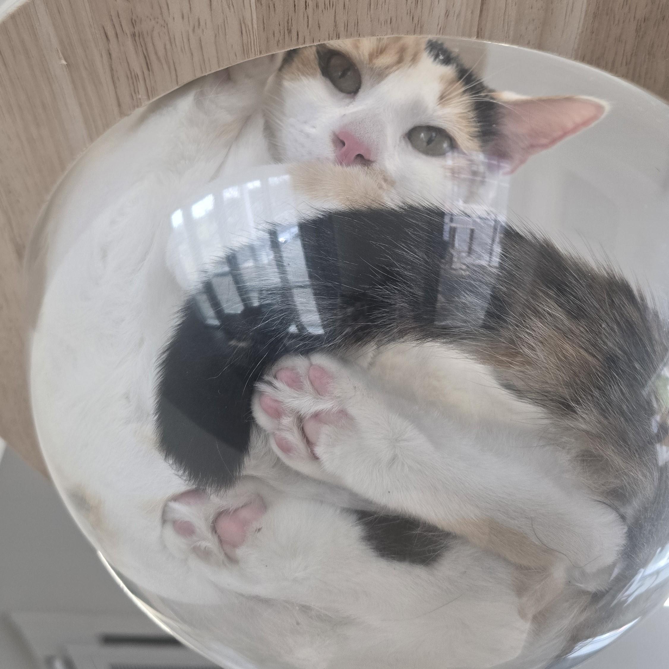 Enlarge Liu, an adopted Domestic Short Hair in Nashville, TN image 6/6