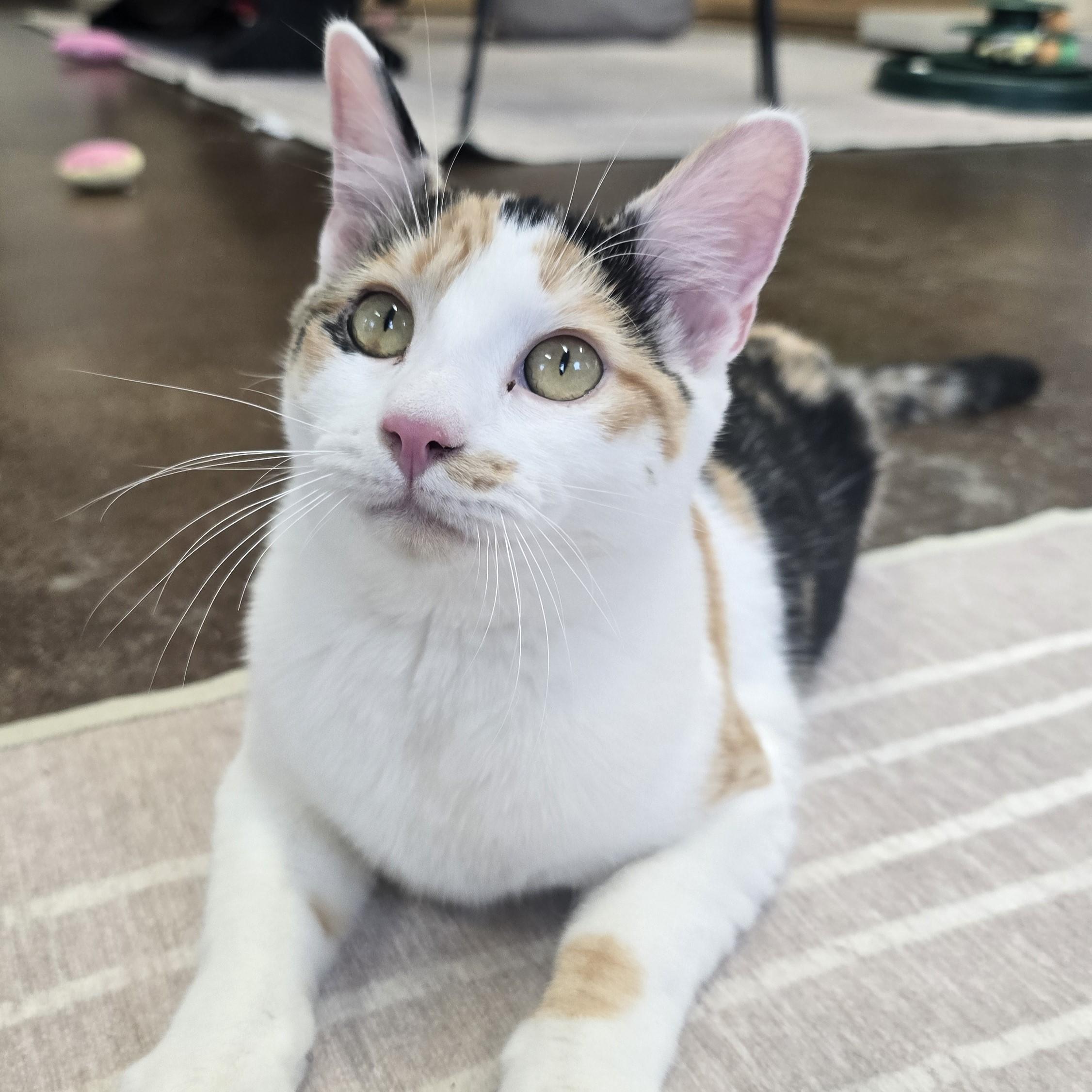 Enlarge Liu, an adopted Domestic Short Hair in Nashville, TN image 3/6