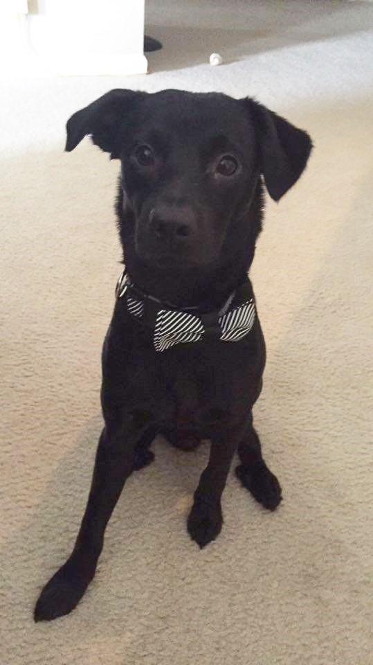 Enlarge Jager, a Adoptable mixed breed in Irmo, SC image 1/8