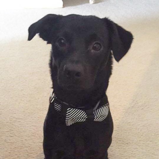 Jager, a Adoptable mixed breed in Irmo, SC image 1/3