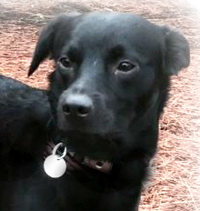 Enlarge Jager, a Adoptable mixed breed in Irmo, SC image 2/8