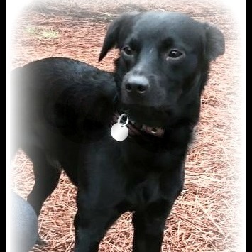 Enlarge Jager, a Adoptable mixed breed in Irmo, SC image 3/8