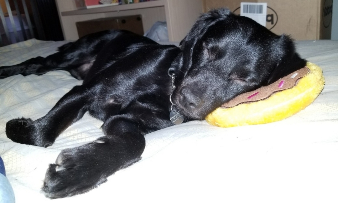 Enlarge Jager, a Adoptable mixed breed in Irmo, SC image 4/8