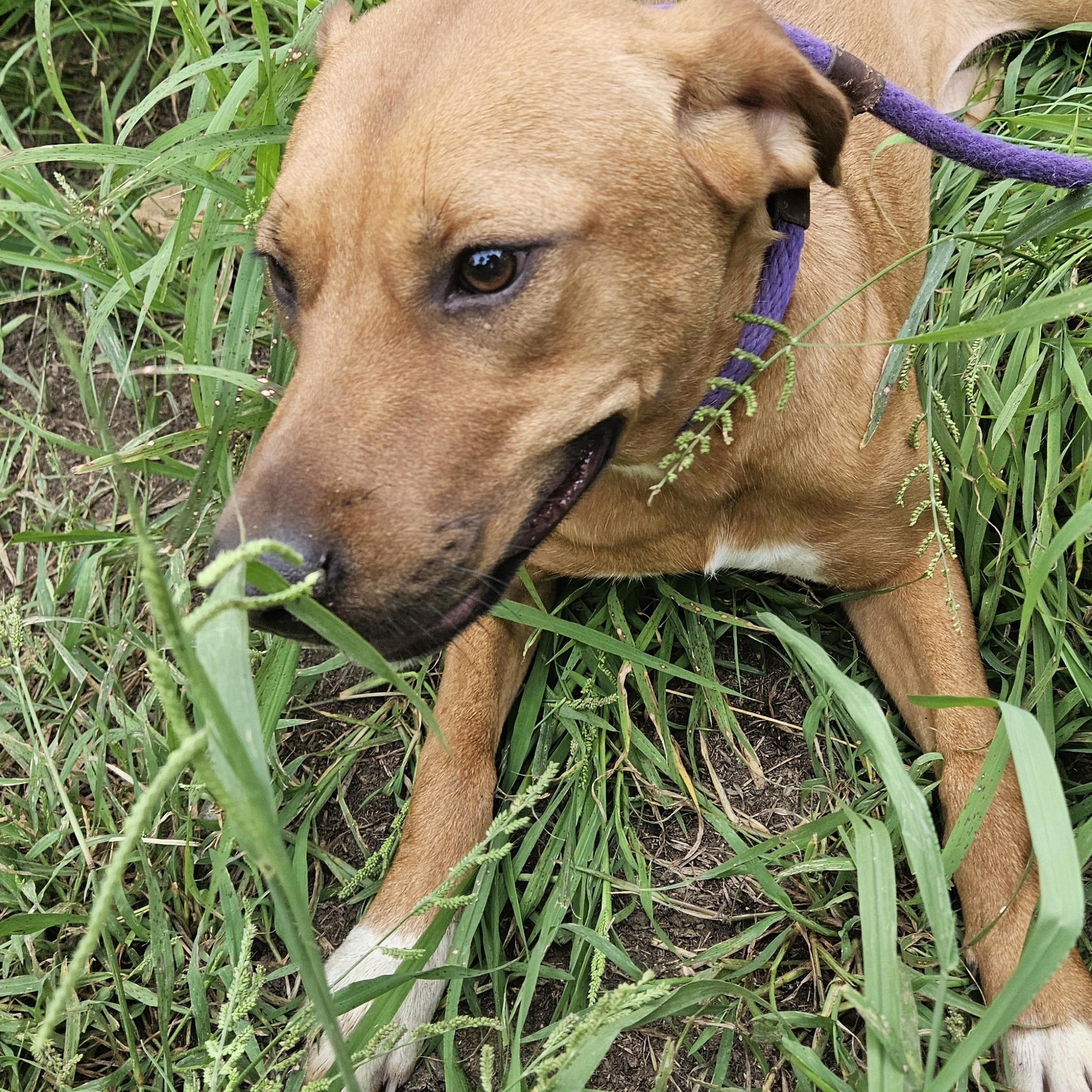 Enlarge Petunia  - CO, a Adoptable mixed breed in Denver, CO image 5/5