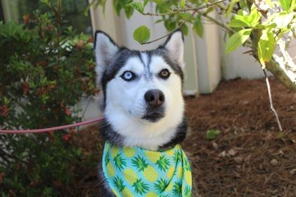 Sasha, Adoptable, Adult Female Siberian Husky & Mixed Breed.