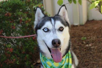 Enlarge Sasha, a Adoptable mixed breed in Brunswick, GA image 3/3