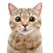 Katerine Farm Kitten 6, Adoptable, Kitten Female Domestic Short Hair.