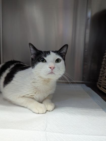 Lilly, a Adoptable Domestic Short Hair in Simcoe, ON image 1/3