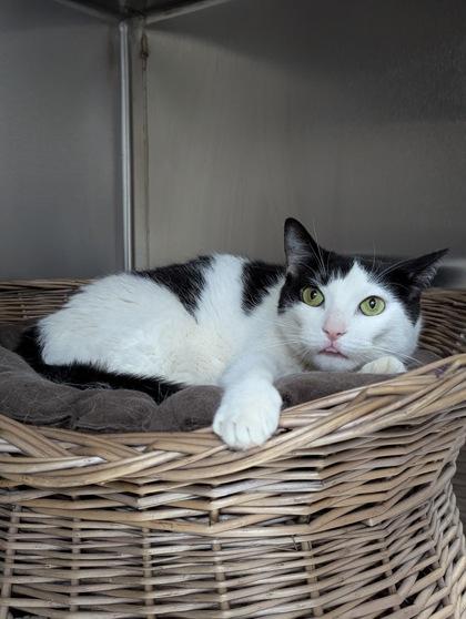 Lilly, Adoptable, Adult Female Domestic Short Hair & Domestic Short Hair.