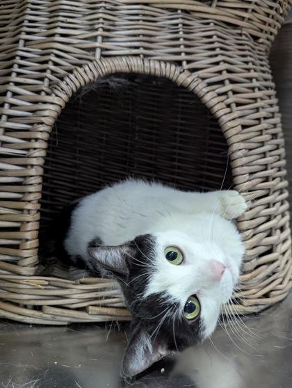 Lilly, a Adoptable Domestic Short Hair in Simcoe, ON image 3/3