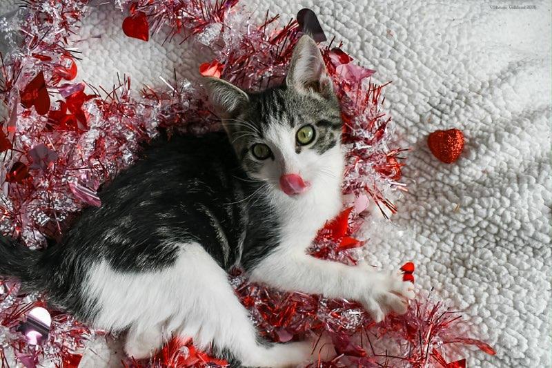 252064 Pancake — thumbnail 2