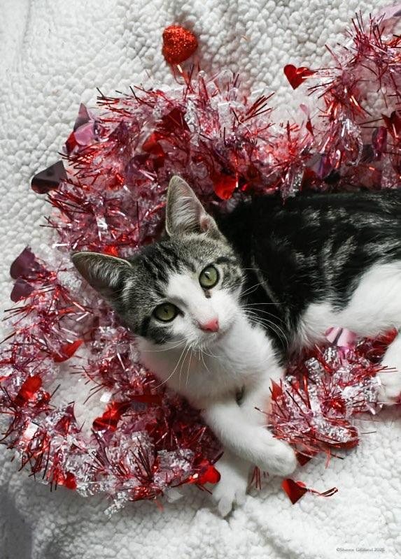 252064 Pancake — thumbnail 3