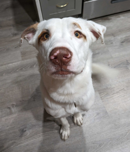 Sunny (CP), Adult Male unknown