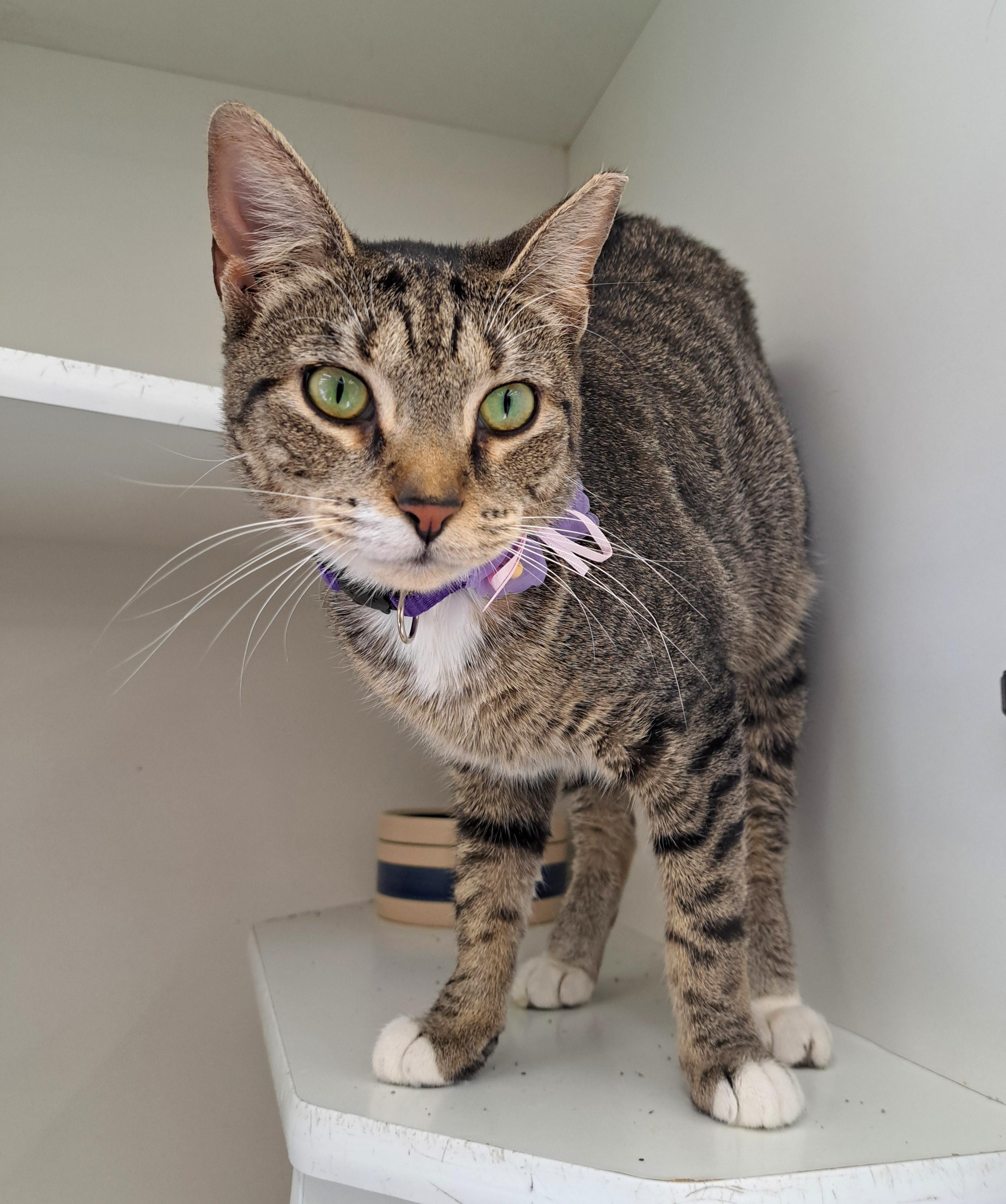 Enlarge Josie, a Adoptable Tabby in New Albany, OH image 5/6