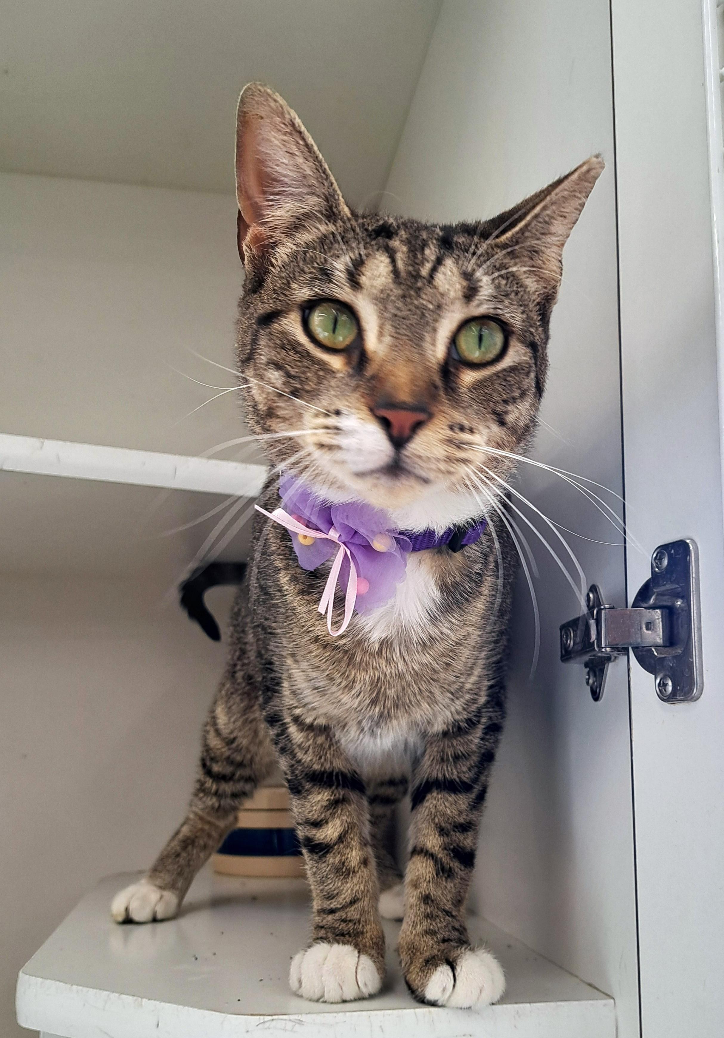 Josie — thumbnail 3