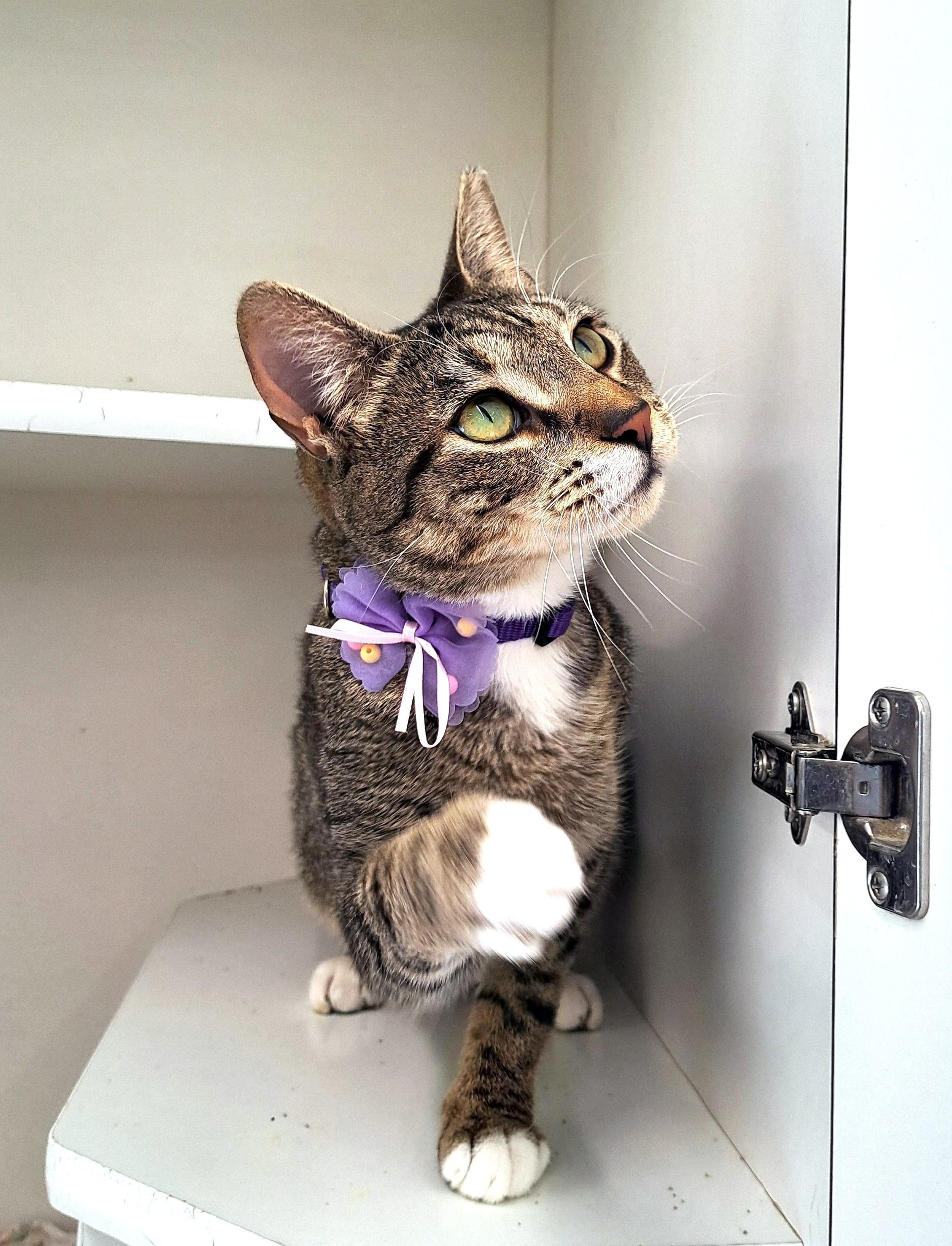 Enlarge Josie, a Adoptable Tabby in New Albany, OH image 1/6