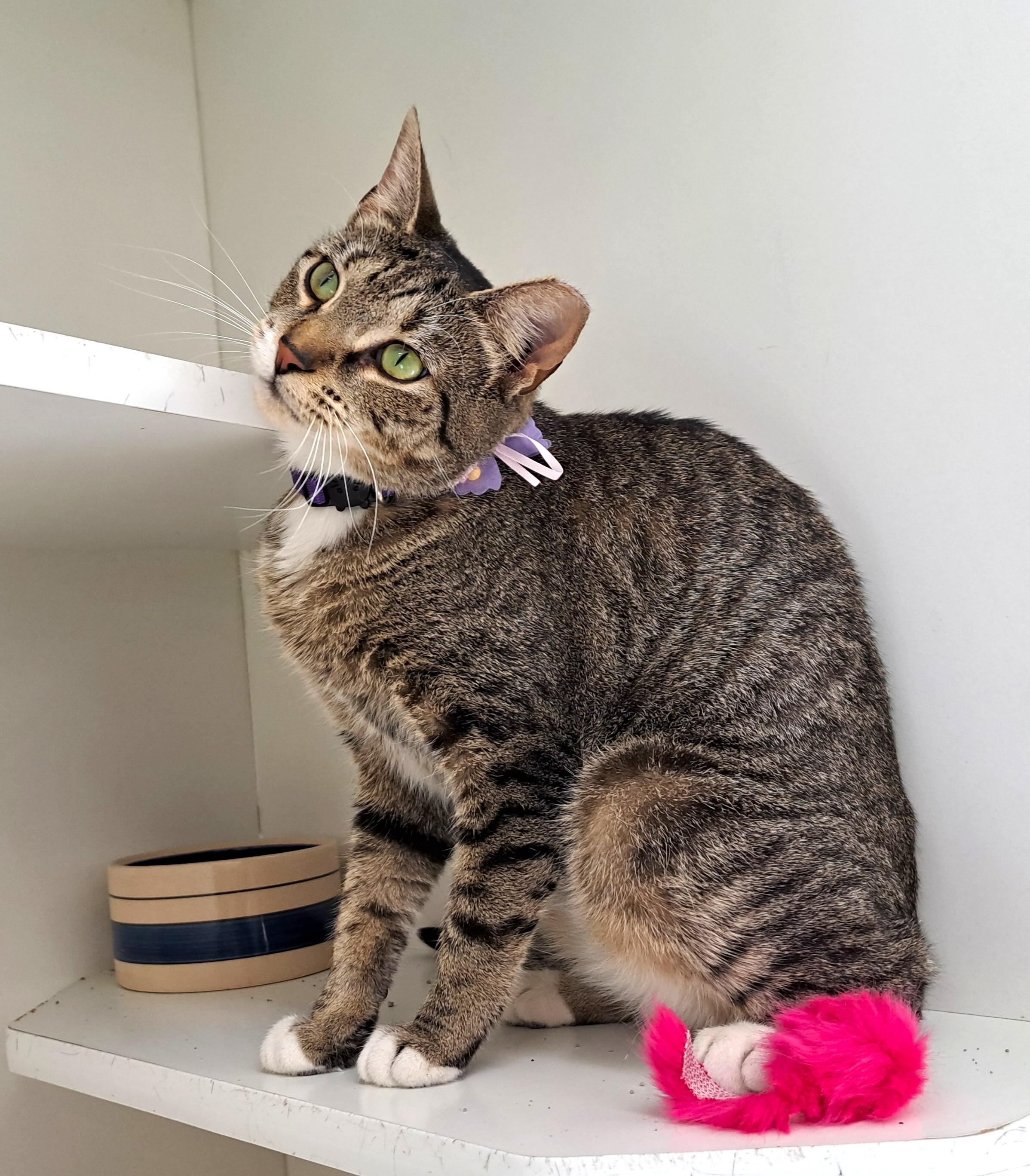 Enlarge Josie, a Adoptable Tabby in New Albany, OH image 2/6