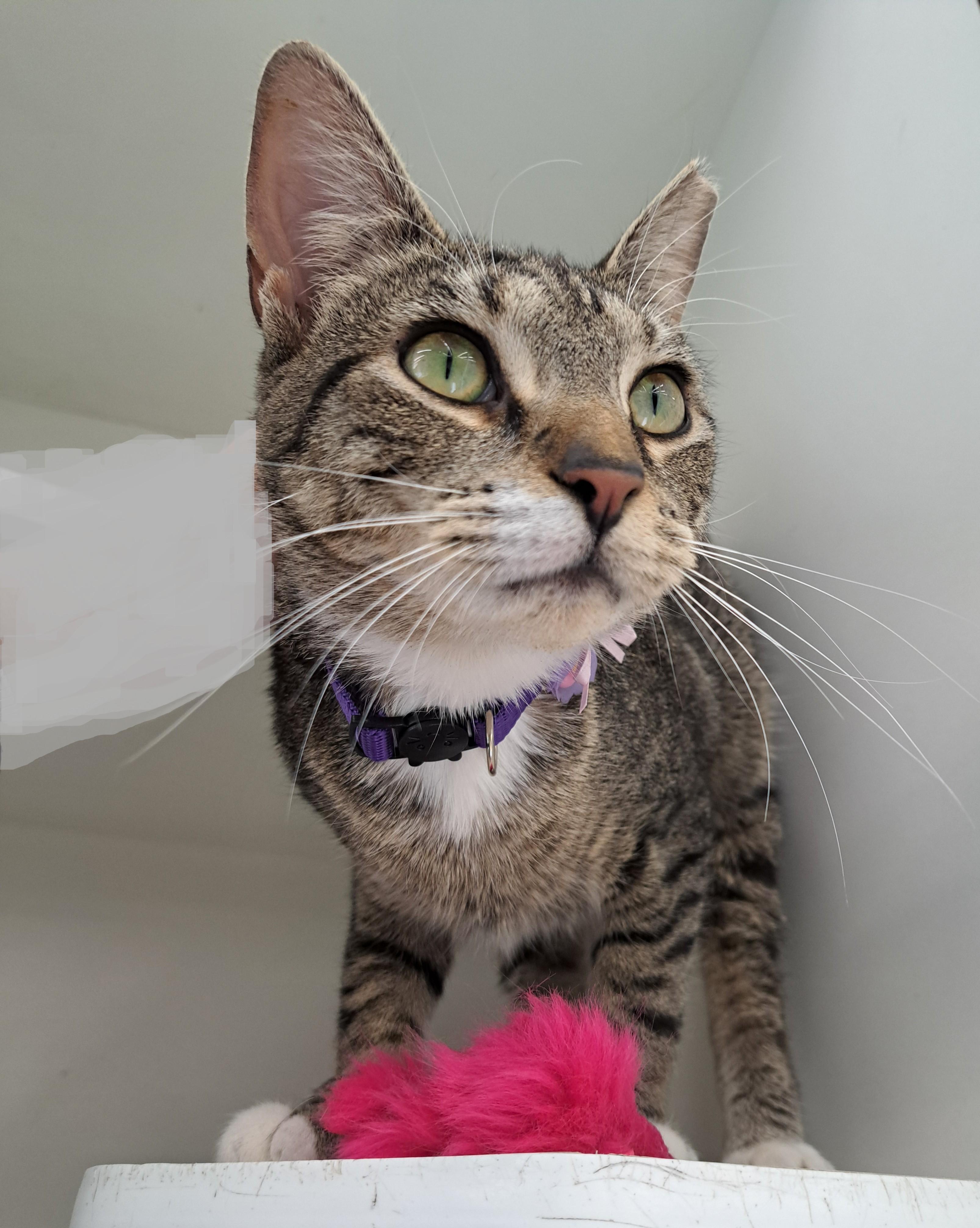 Josie — thumbnail 6