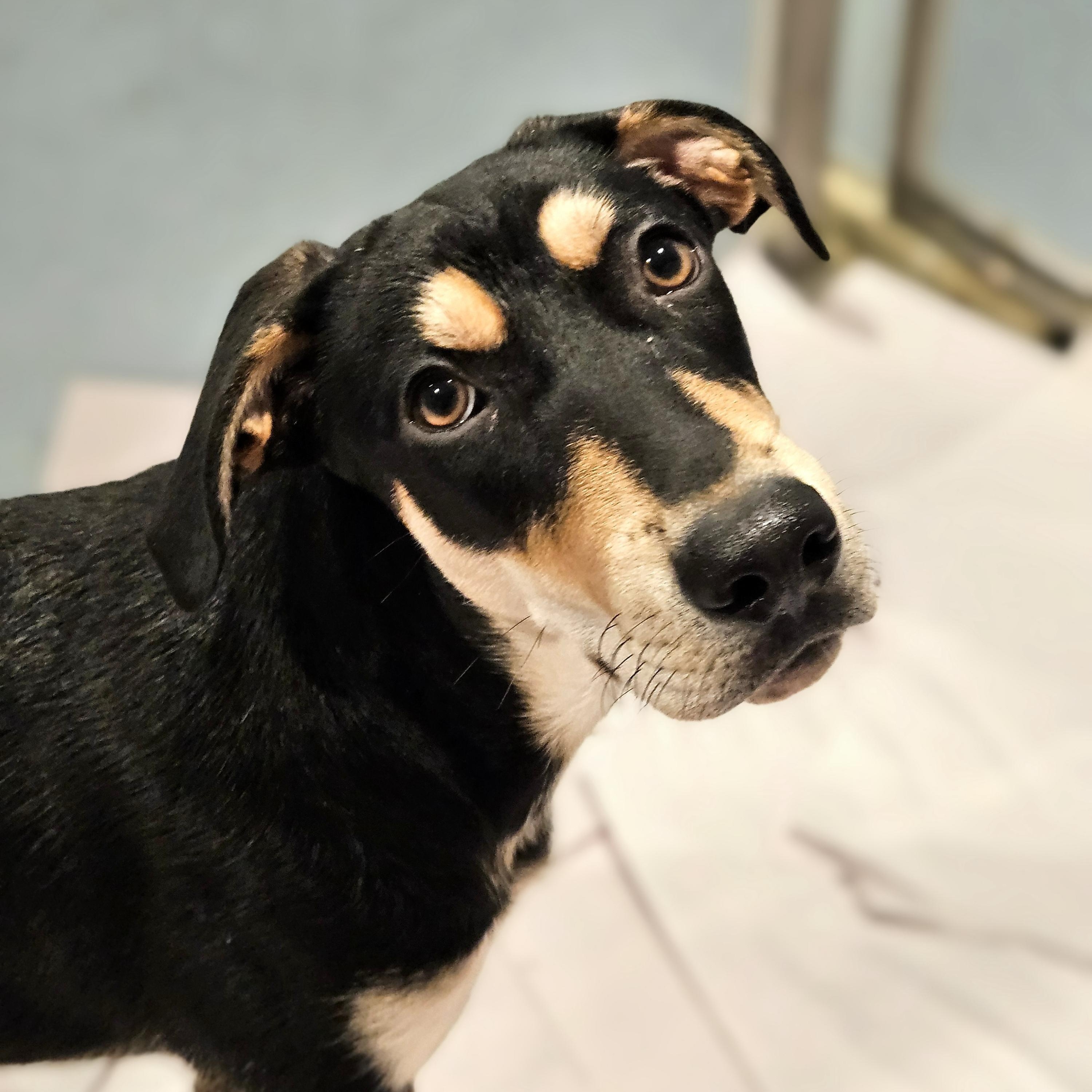 Stuart (REDUCED FEE!)