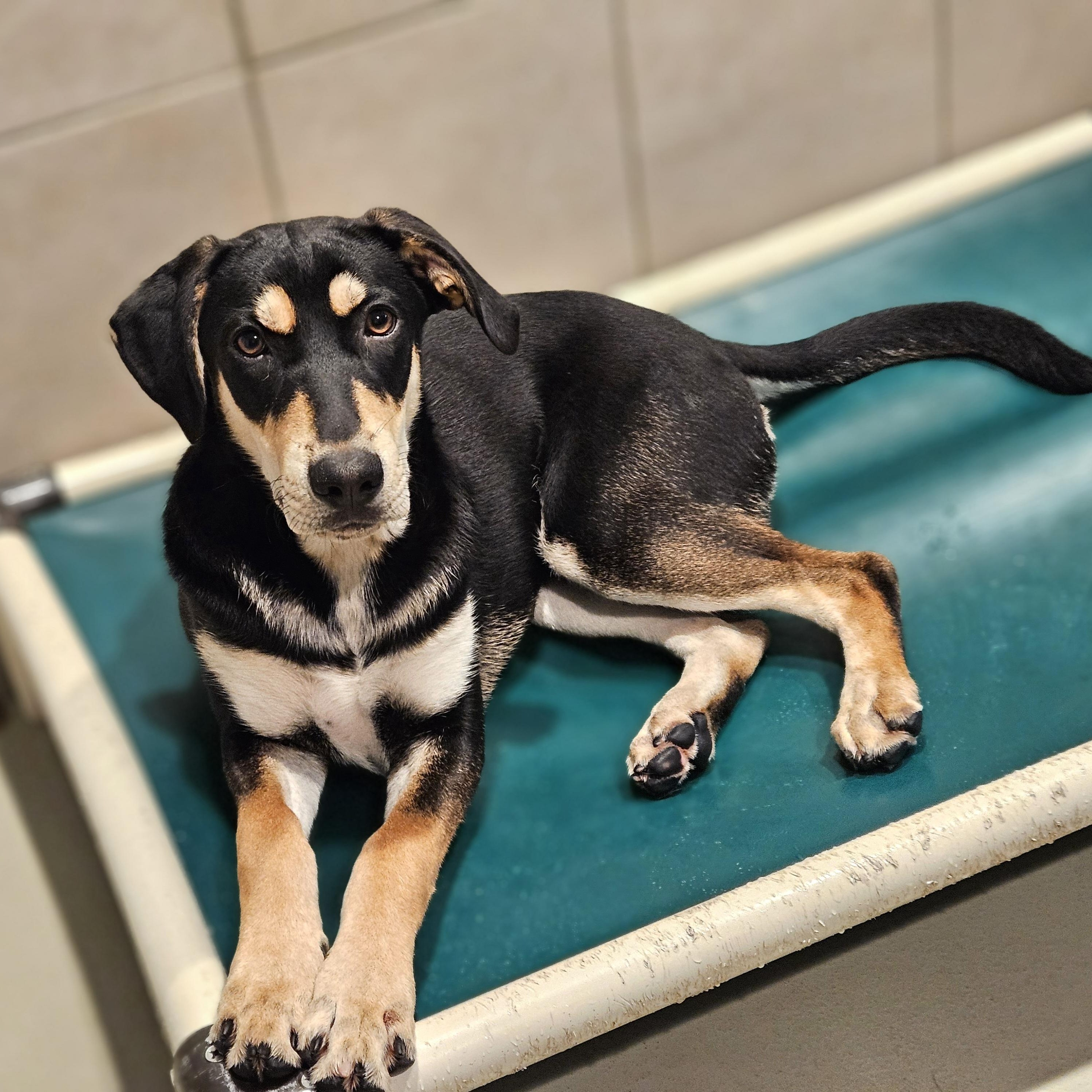 Stuart (REDUCED FEE!)