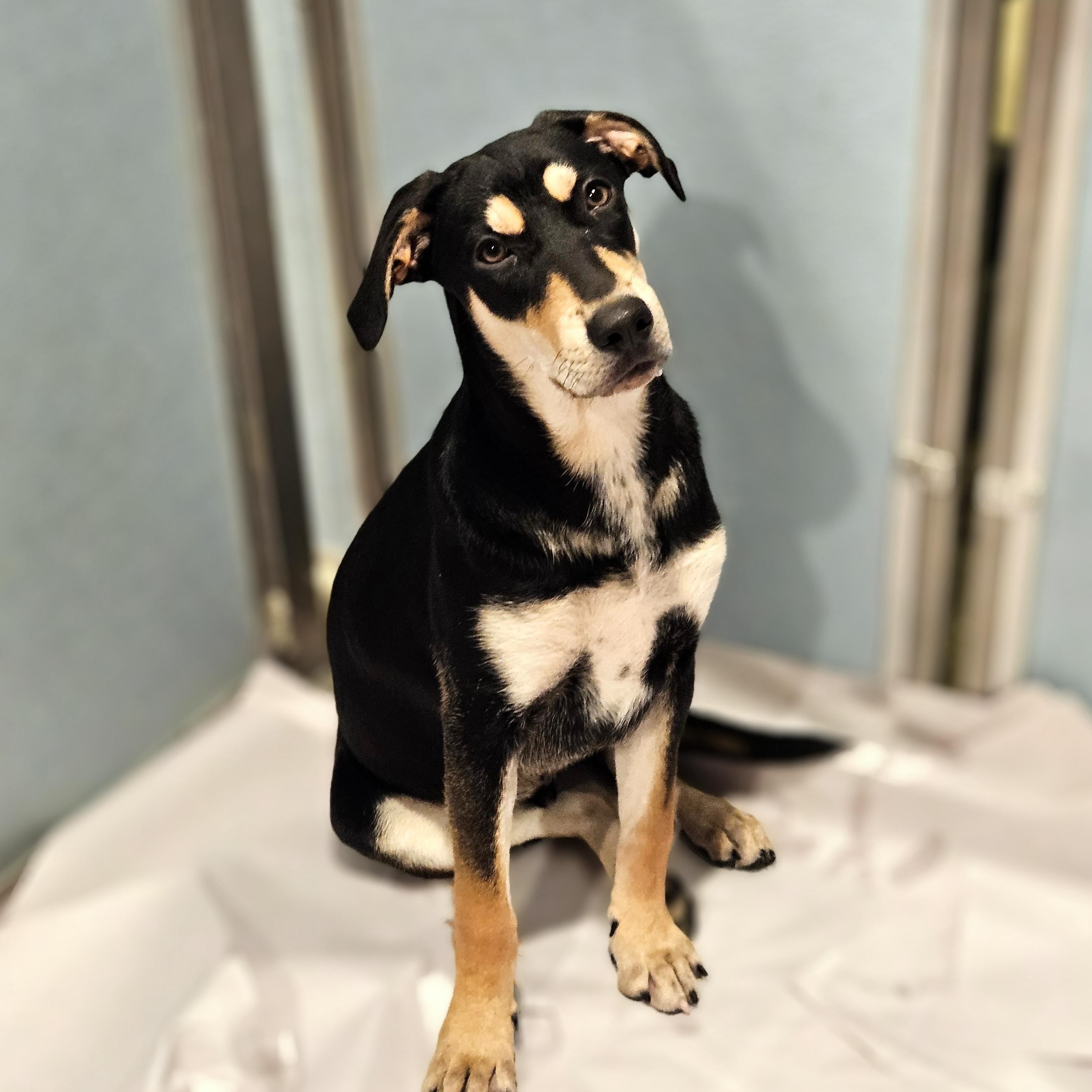 Stuart (REDUCED FEE!)