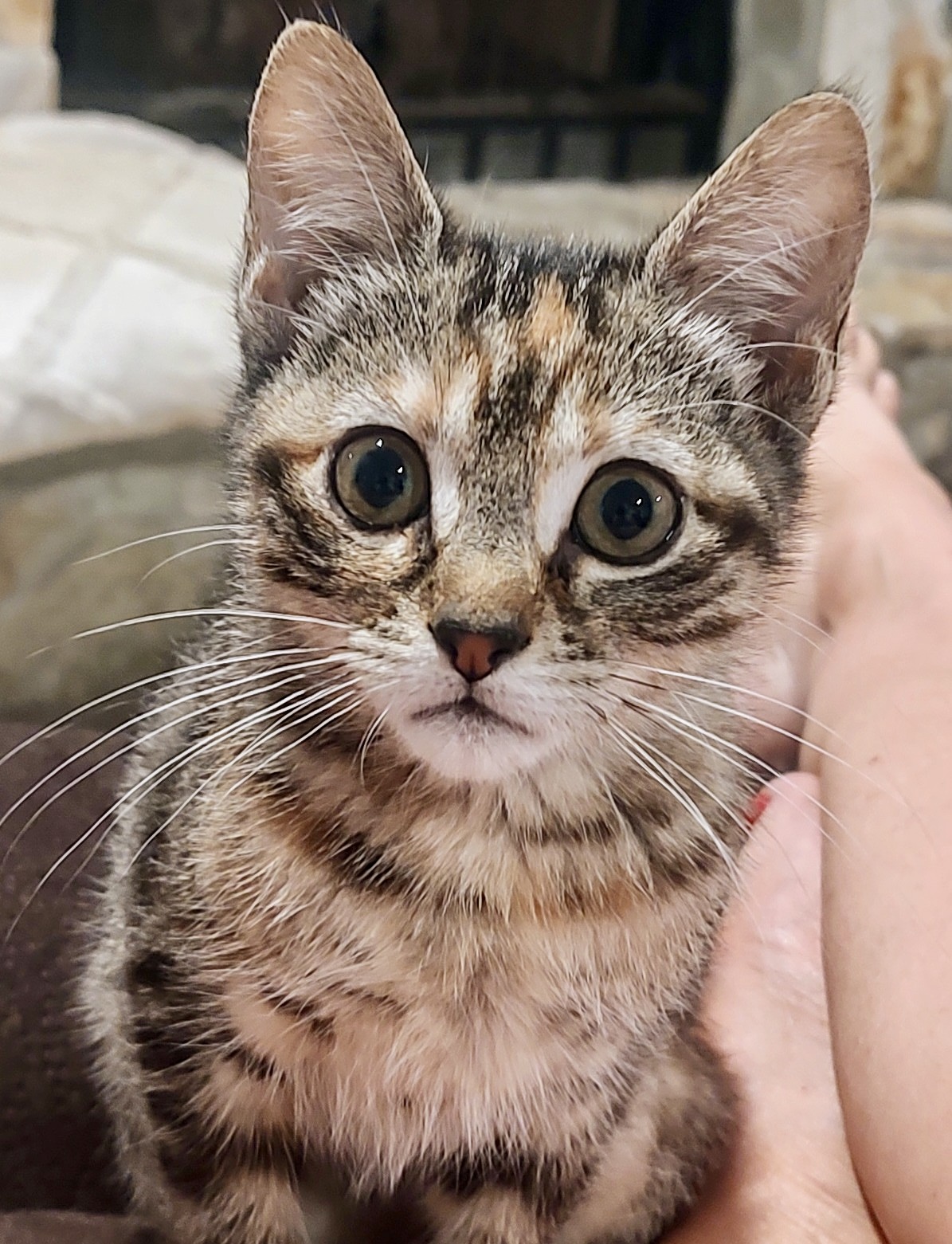 Enlarge Blossom, a Adoptable Domestic Medium Hair in EAST PALATKA, FL image 1/1