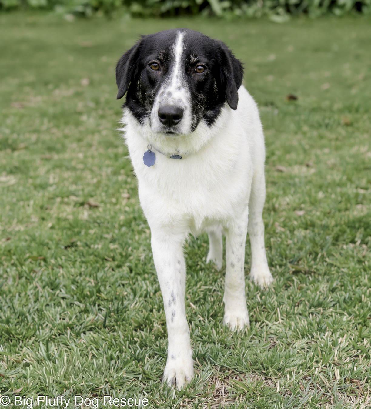 Thatcher, Adoptable, Young Male Great Pyrenees & Border Collie.