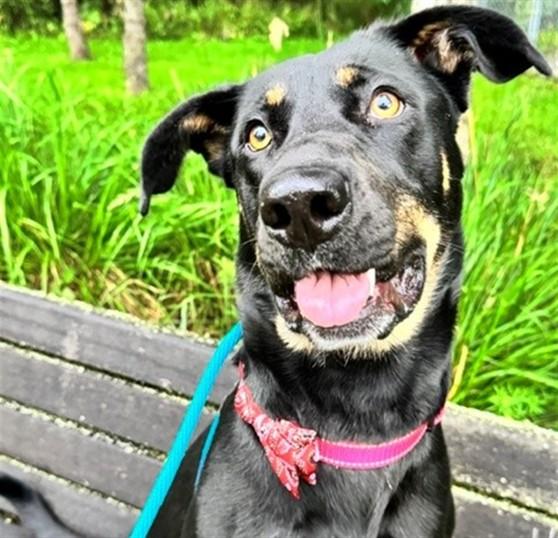BRANDI, Adoptable, Young Female Doberman Pinscher & Mixed Breed.