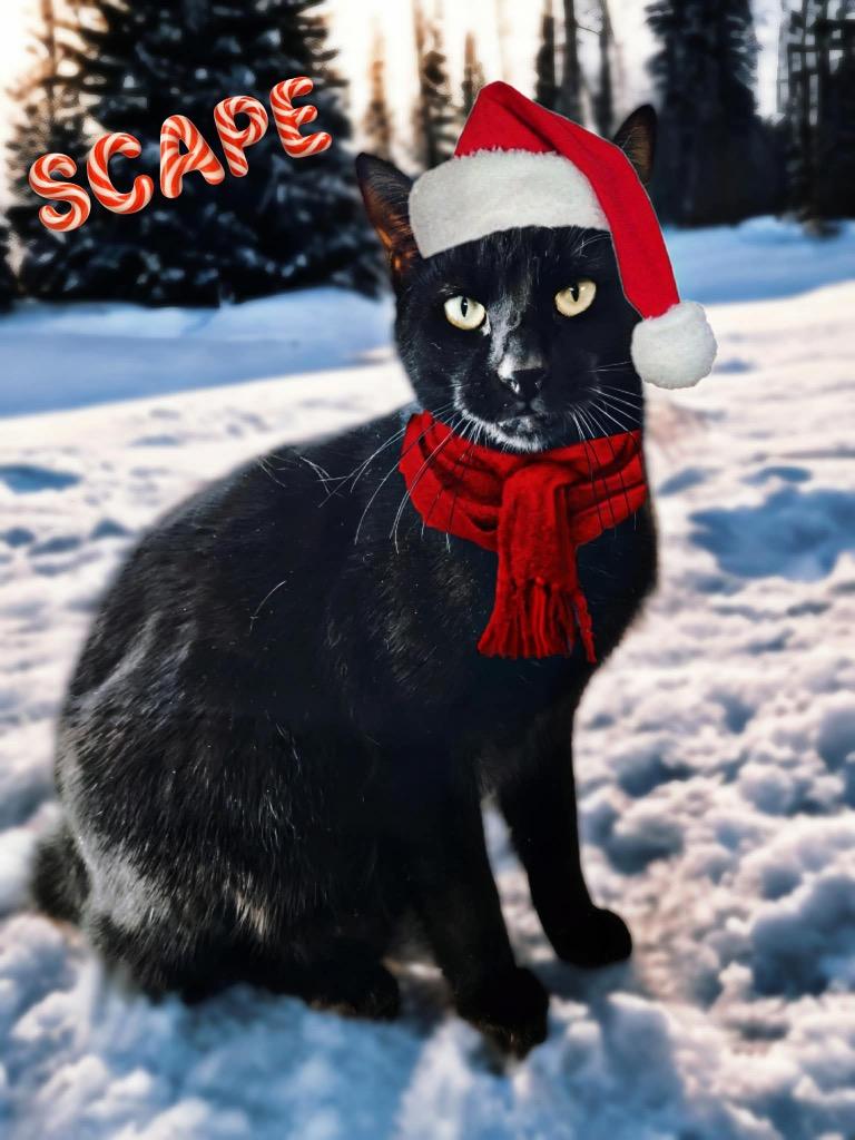 Scape, Adoptable, Adult Male Domestic Short Hair.