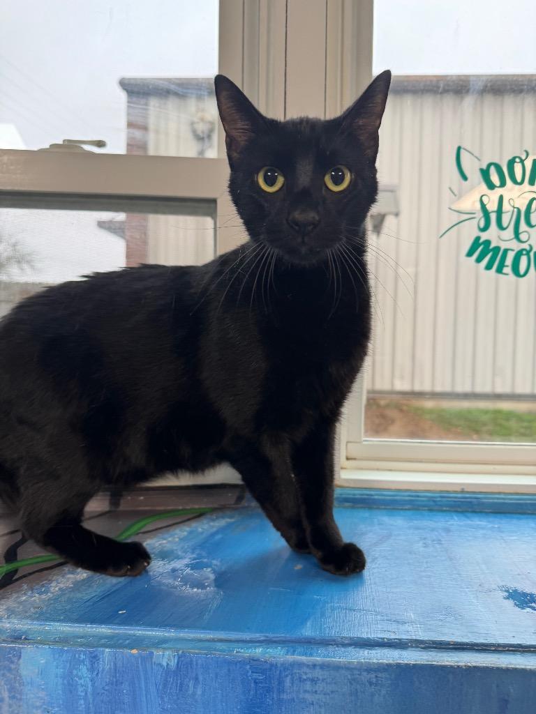 Enlarge Scape, a Adoptable mixed breed in Shelbyville, TN image 2/2