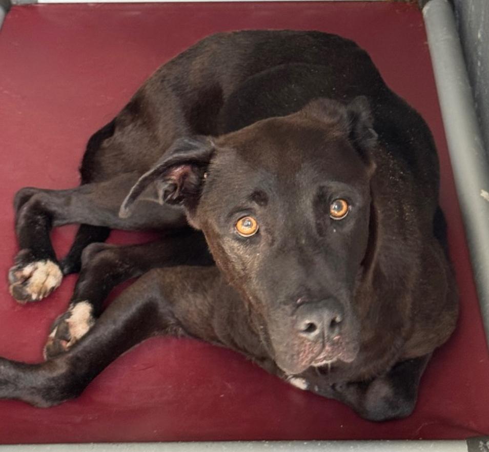 Bertha, an adoptable Mixed Breed in Elizabethtown, NC_image-1